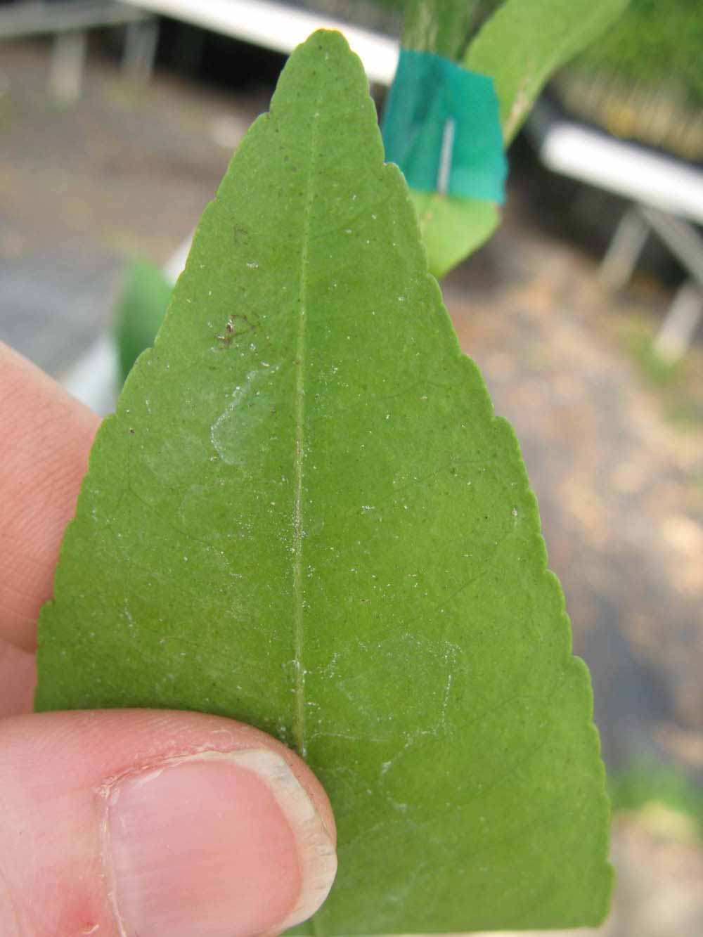              Margin (Phillip Rucks Citrus Nursery, Frostproof, FL)       